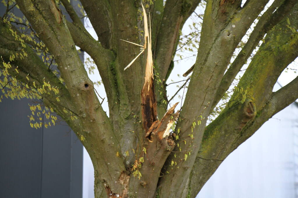 Grote tak breekt uit boom en belandt op weg
