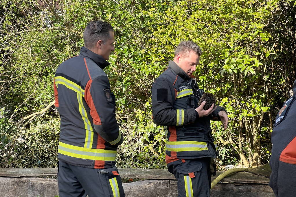 Egel gered bij brand in bosjes