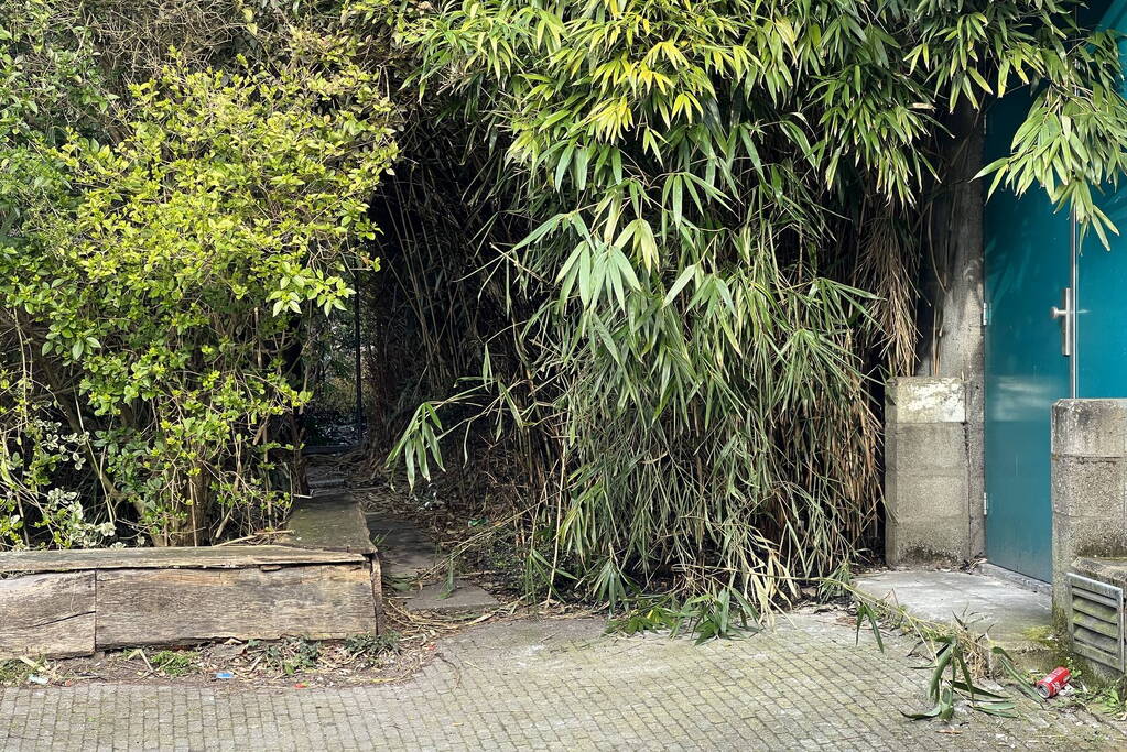 Egel gered bij brand in bosjes