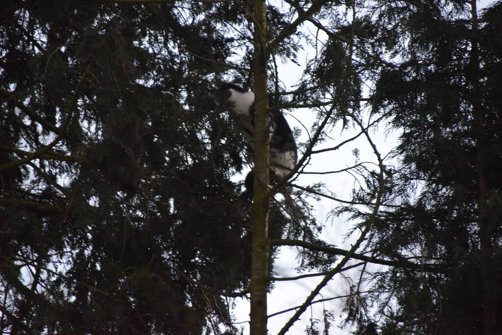 Kat in hoge boom op de vlucht voor brandweer