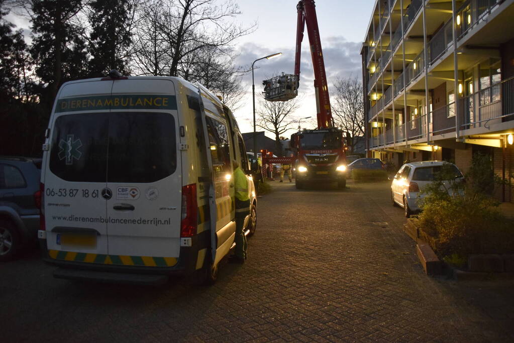 Kat in hoge boom op de vlucht voor brandweer