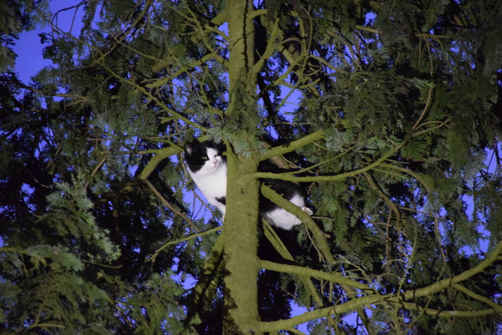 Kat in hoge boom op de vlucht voor brandweer