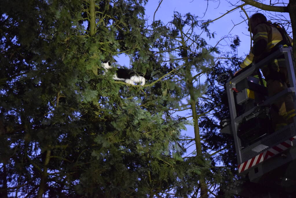 Kat in hoge boom op de vlucht voor brandweer