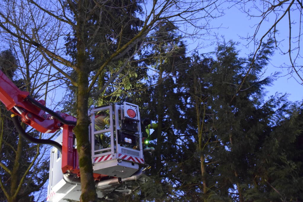 Kat in hoge boom op de vlucht voor brandweer