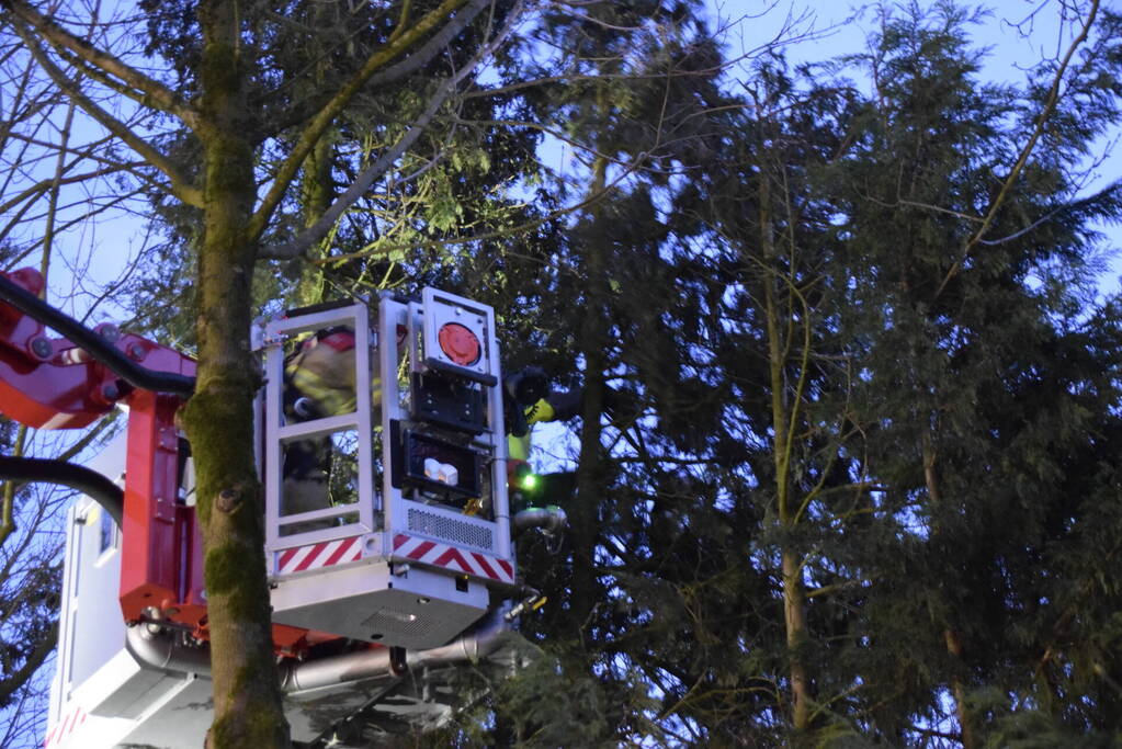 Kat in hoge boom op de vlucht voor brandweer