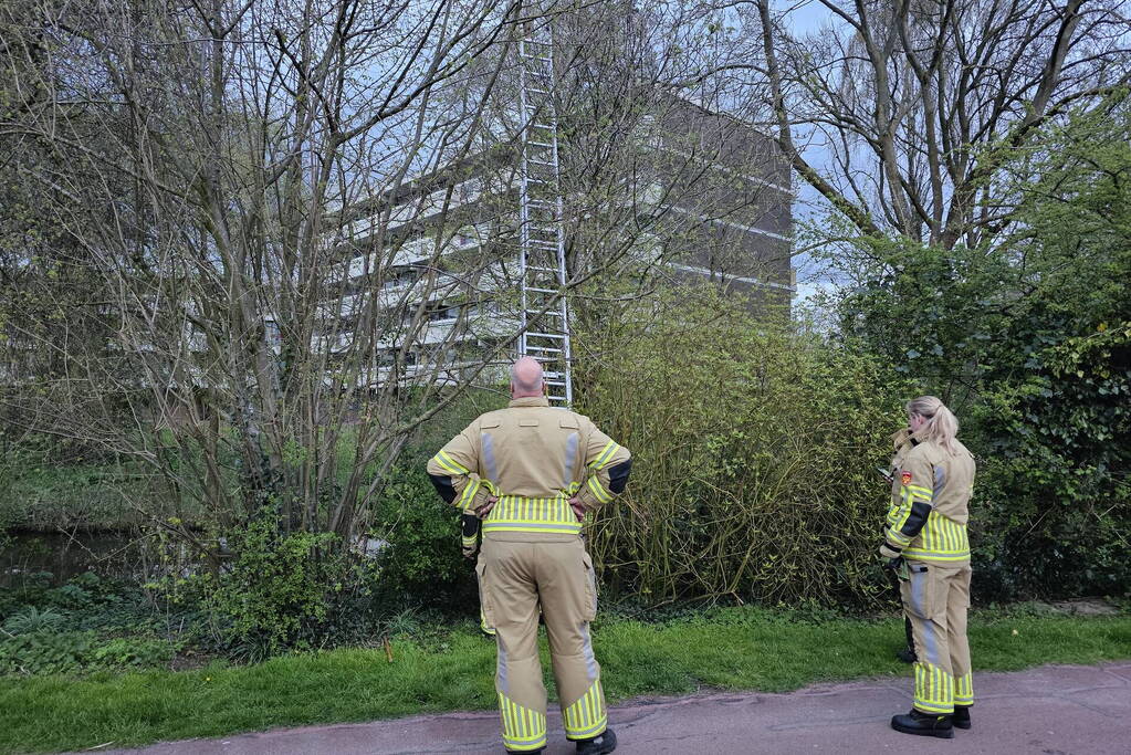 Brandweer ingezet voor kat in boom