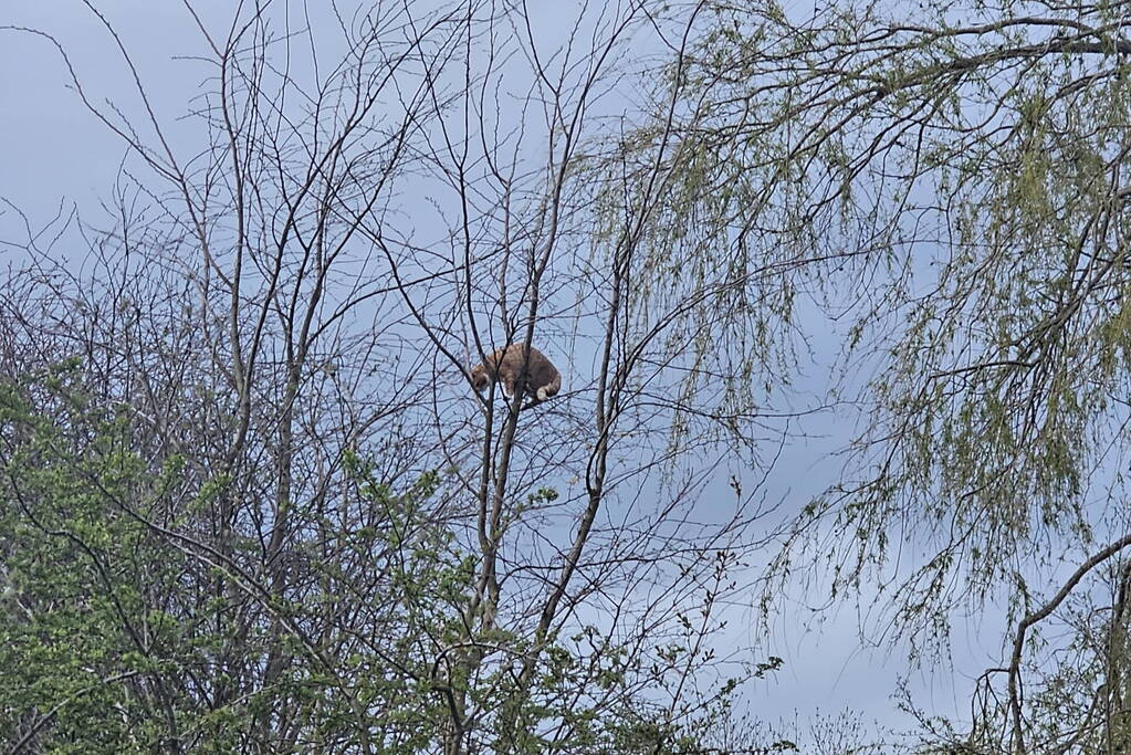 Brandweer ingezet voor kat in boom