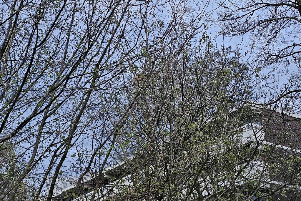 Brandweer ingezet voor kat in boom