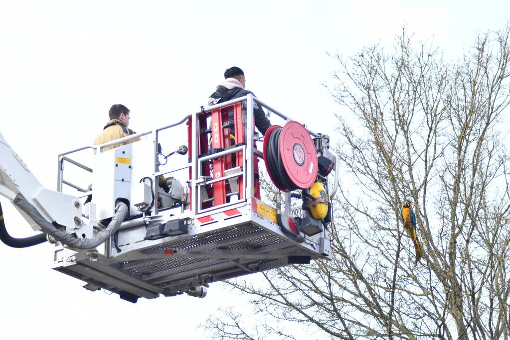 Brandweer schiet te hulp bij vermiste Ara