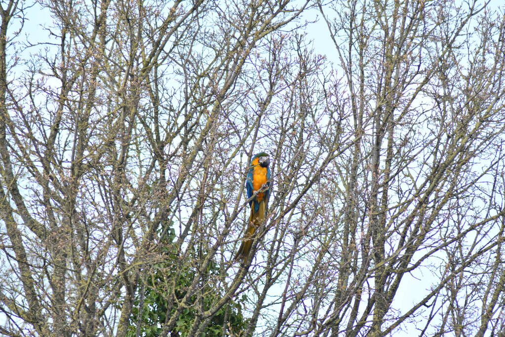 Brandweer schiet te hulp bij vermiste Ara