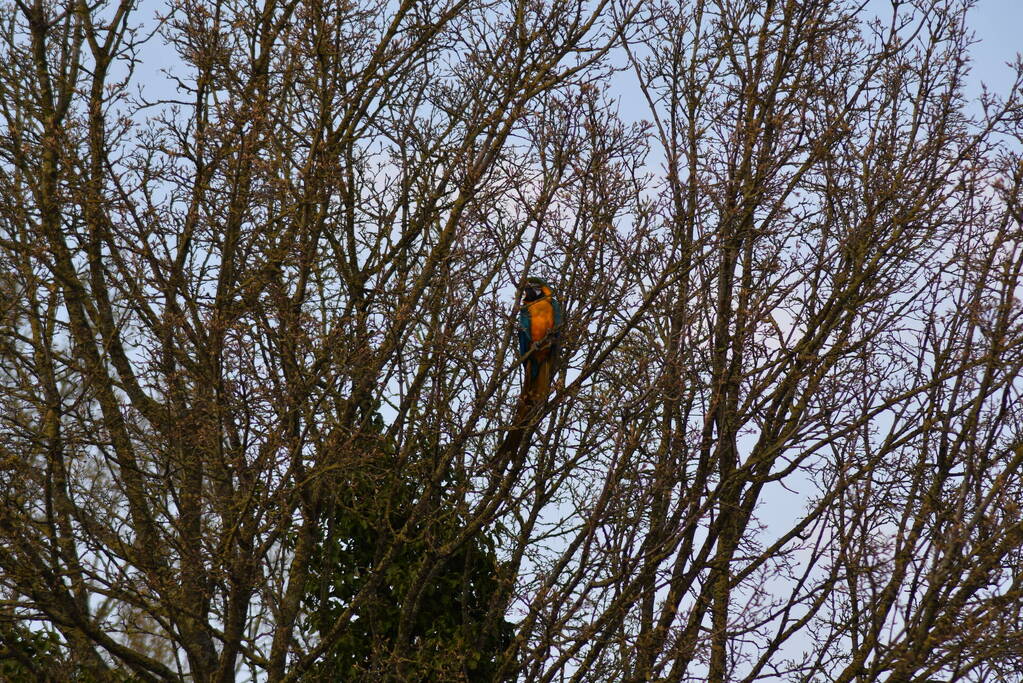 Brandweer schiet te hulp bij vermiste Ara