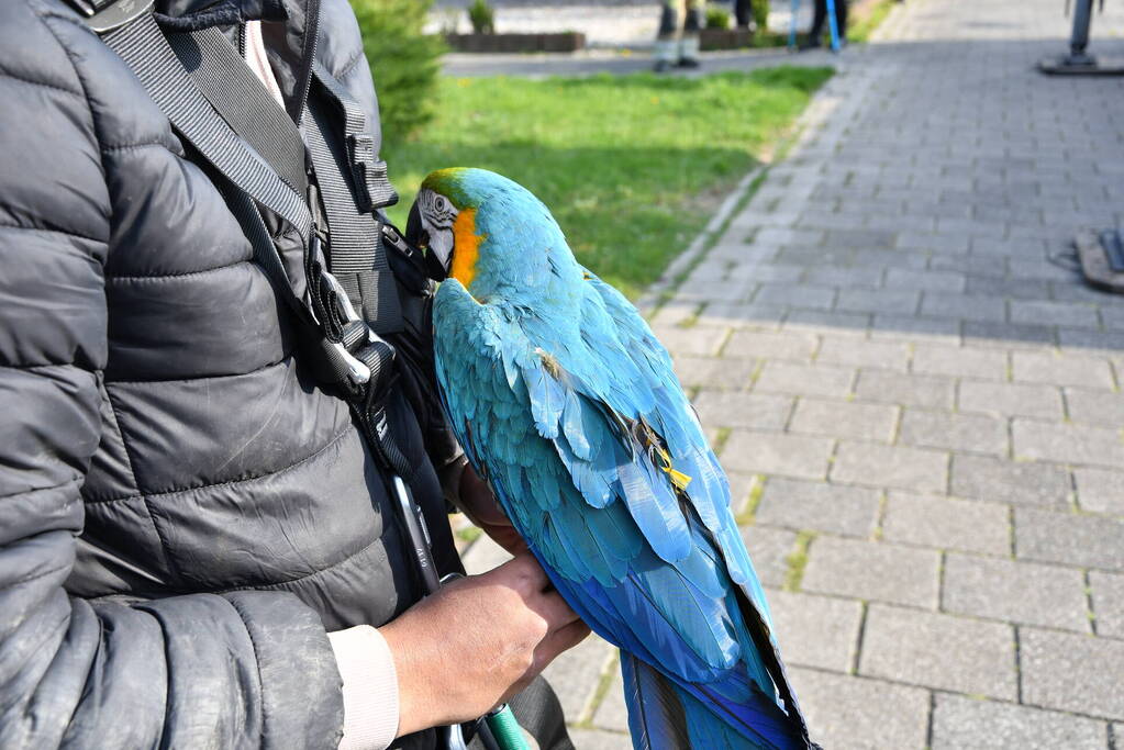 Brandweer schiet te hulp bij vermiste Ara