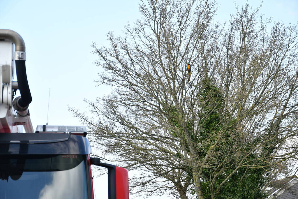 Brandweer schiet te hulp bij vermiste Ara