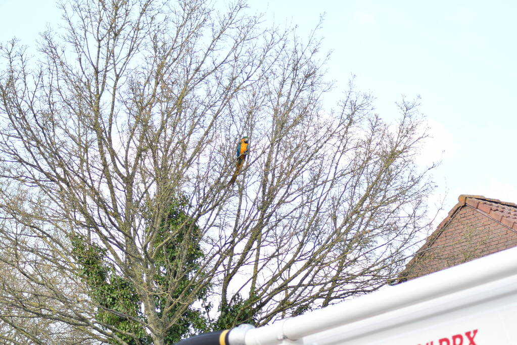 Brandweer schiet te hulp bij vermiste Ara