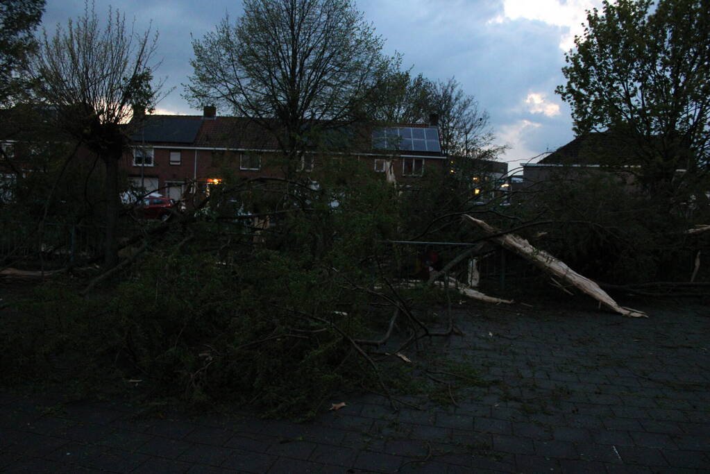 Bomen versplinterd door blikseminslag