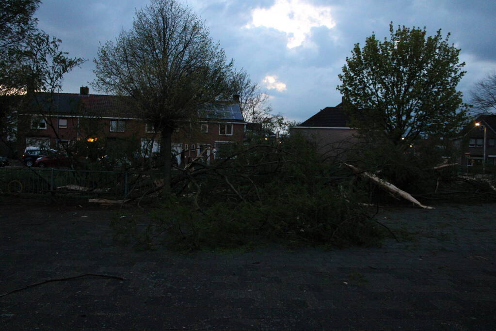 Bomen versplinterd door blikseminslag