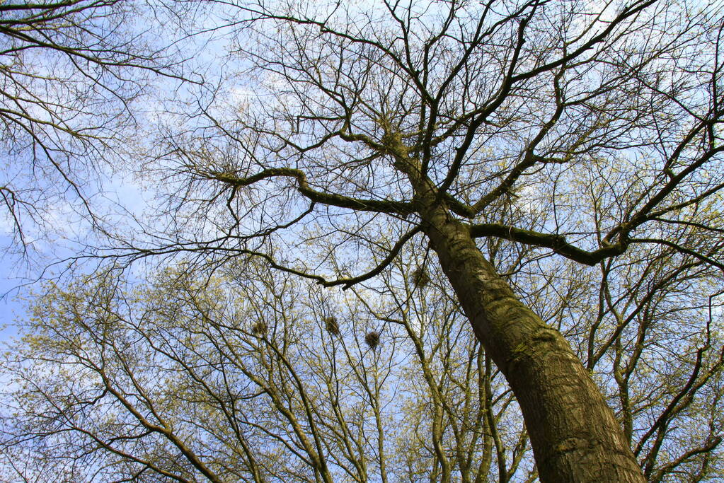 Brandweer bevrijdt opgesloten kraai