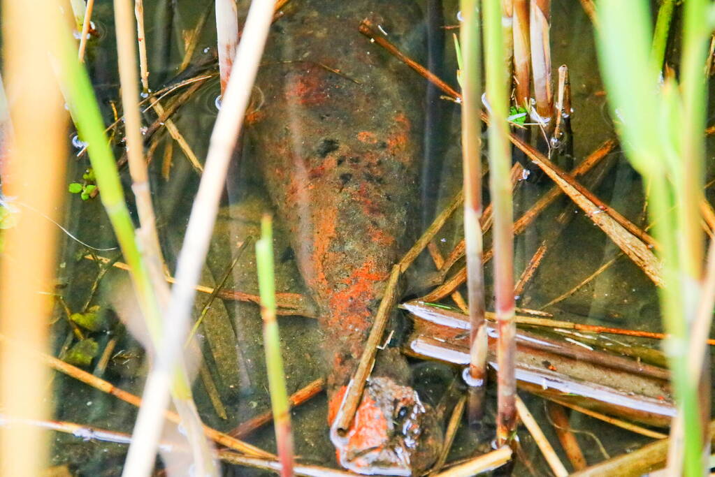 Magneetvissers vinden twee granaten in gracht
