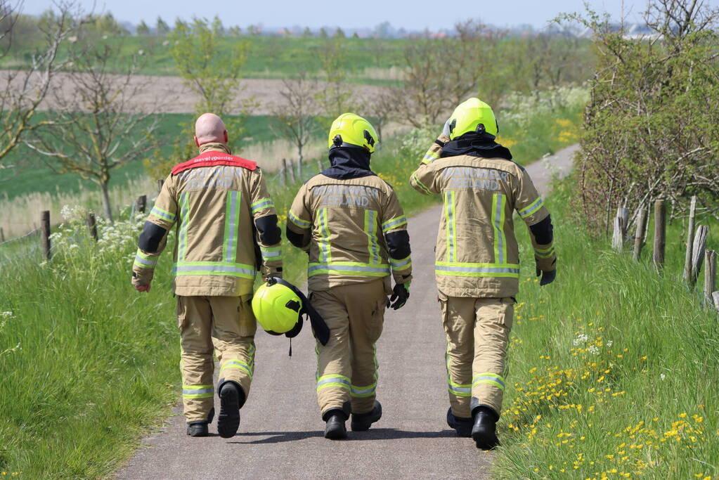 Lammetjes gedood door hond