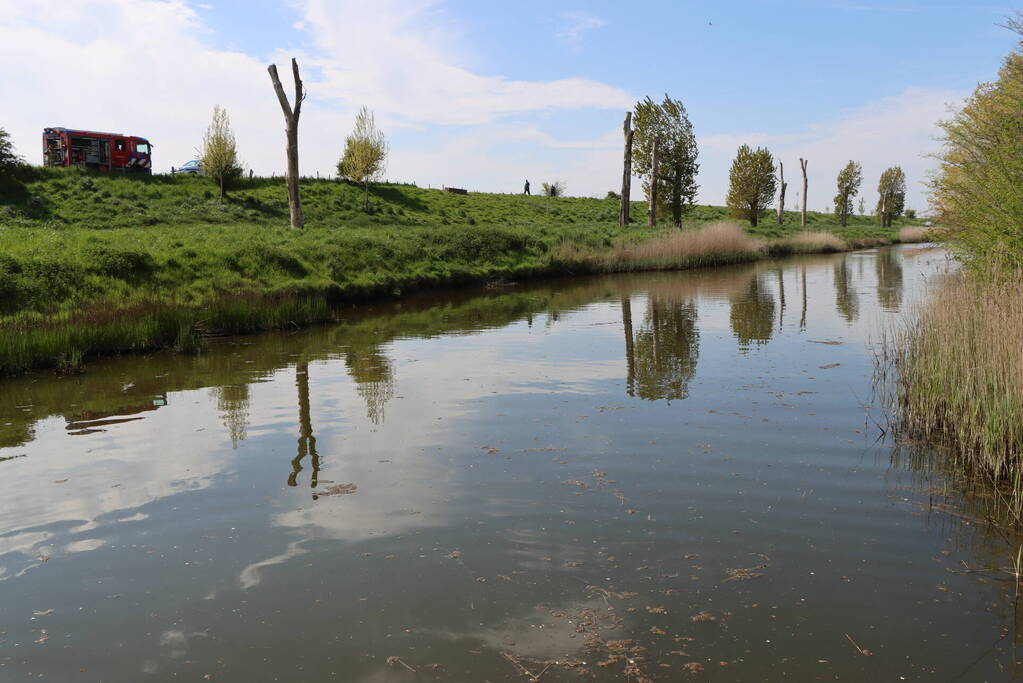 Lammetjes gedood door hond