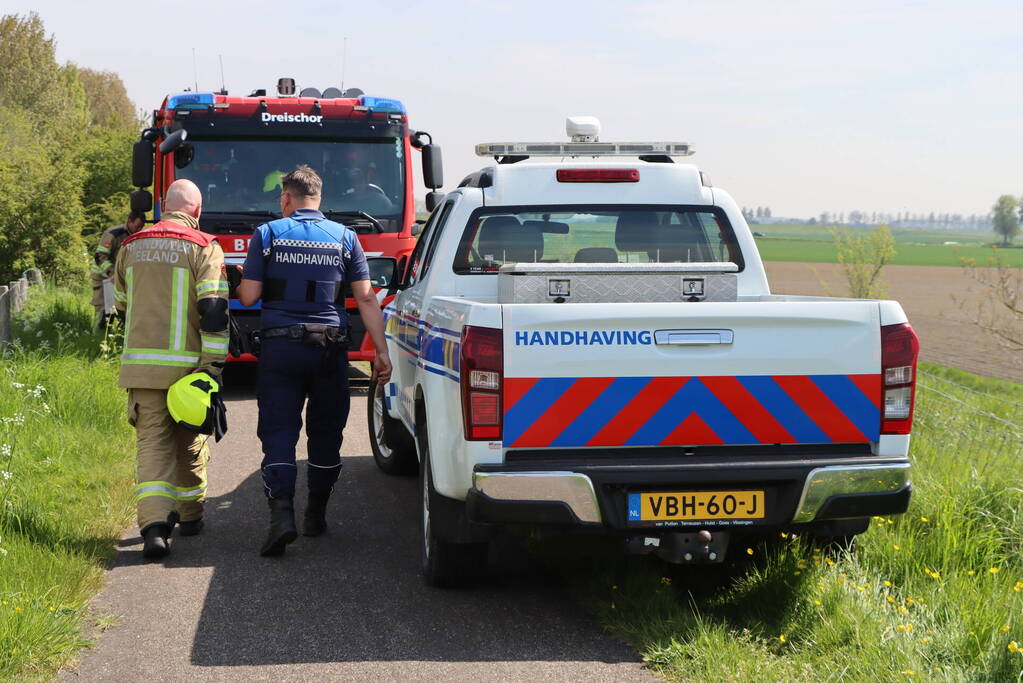 Lammetjes gedood door hond