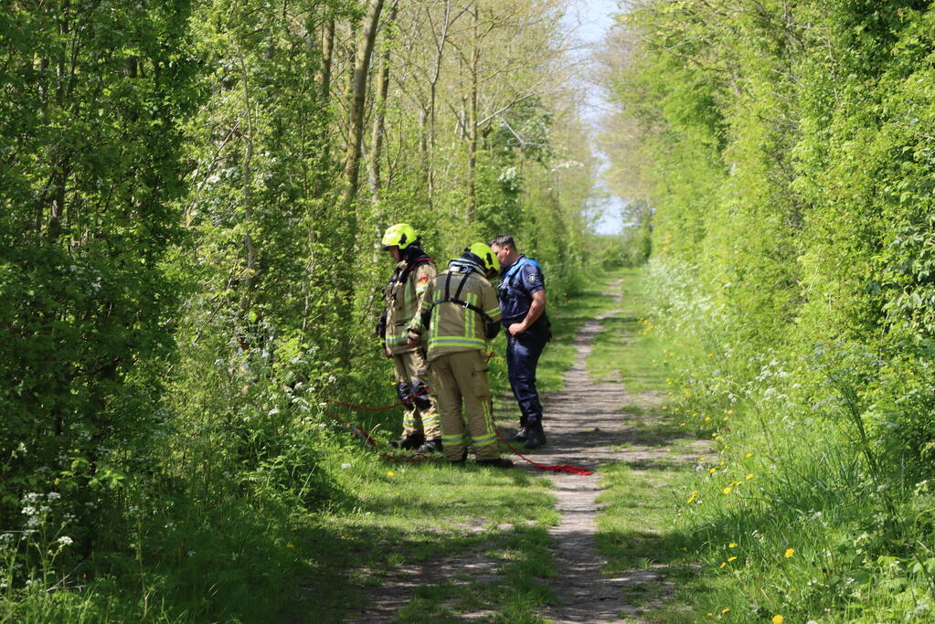 Lammetjes gedood door hond