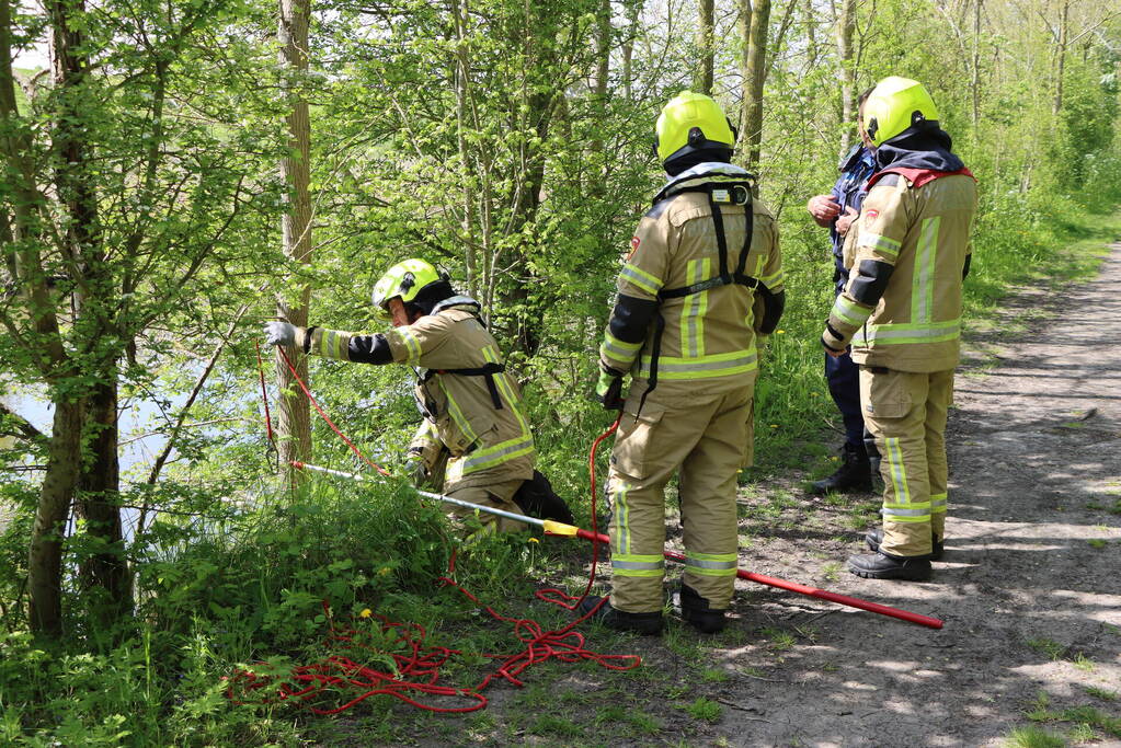 Lammetjes gedood door hond