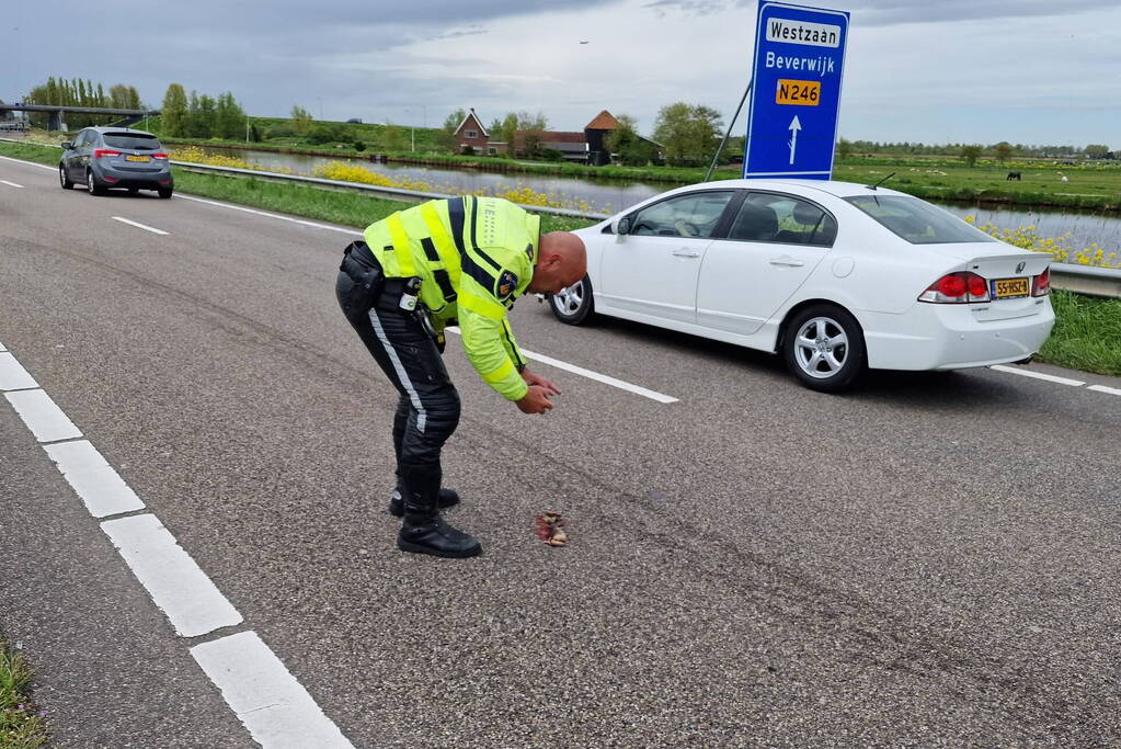 Eendje doodgereden bij aanrijding