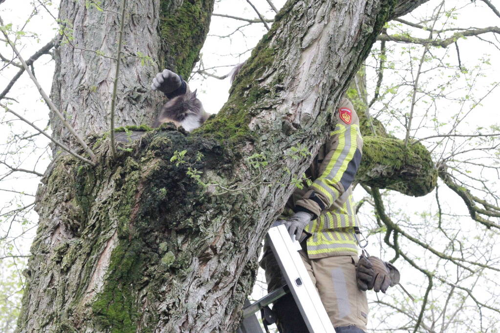 Kat Moesha door brandweer uit boom gered