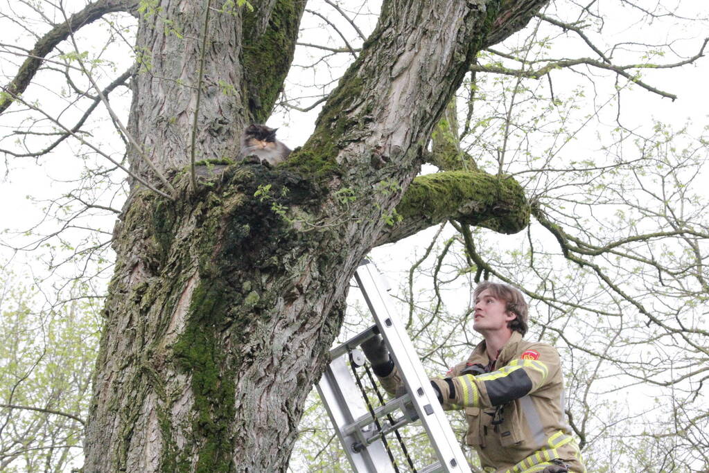 Kat Moesha door brandweer uit boom gered