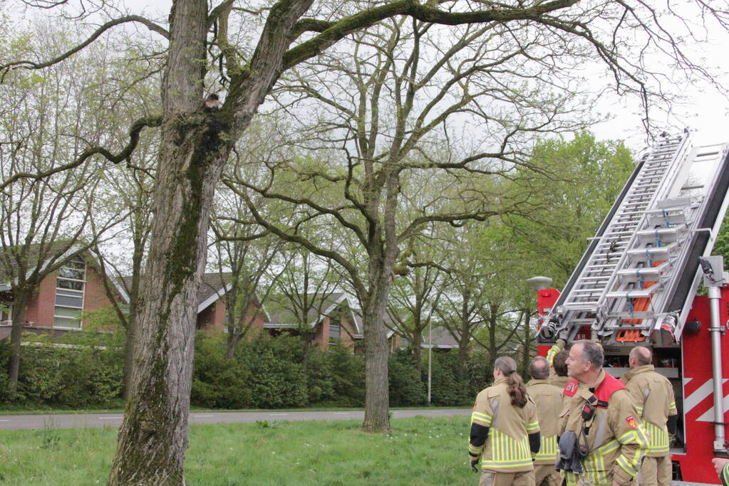 Kat Moesha door brandweer uit boom gered