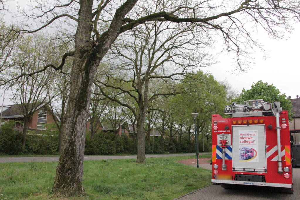 Kat Moesha door brandweer uit boom gered