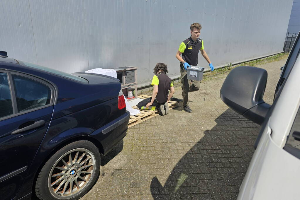 Duiven gedumpt in konijnen hok