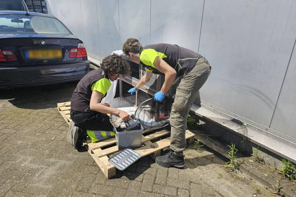 Duiven gedumpt in konijnen hok