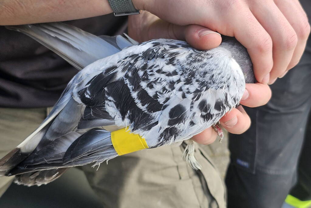 Duiven gedumpt in konijnen hok