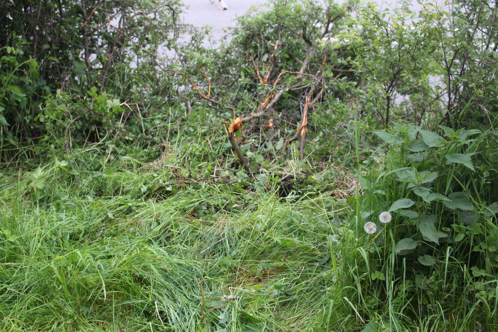 Auto rijdt dwars door heg