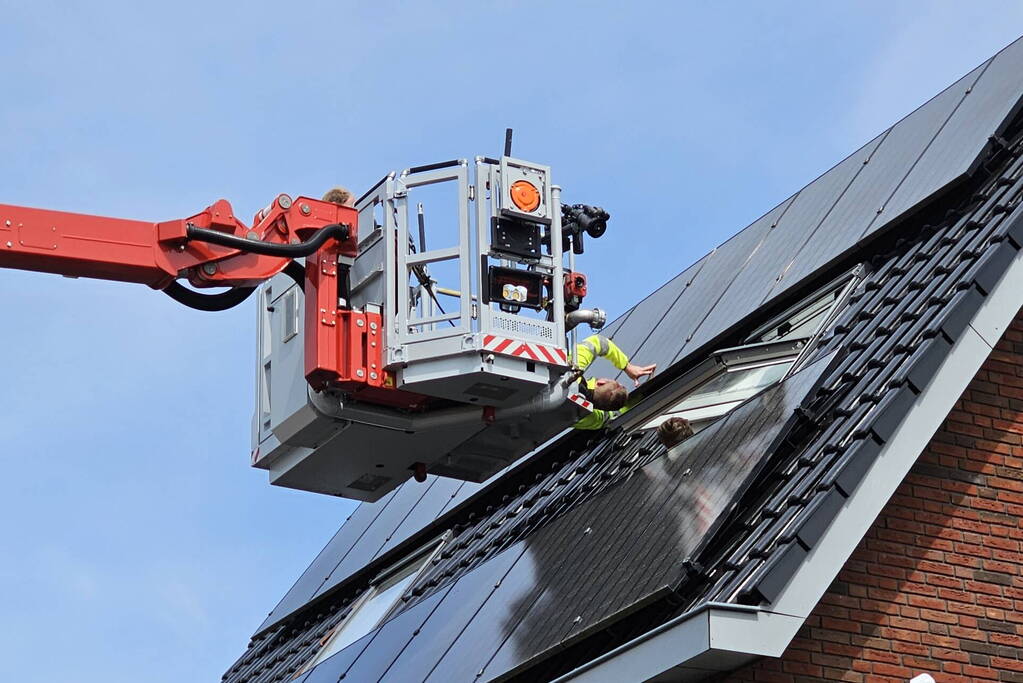 Duif vast onder zonnepanelen