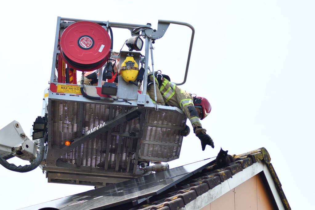 Brandweer redt kat Maruow van dak