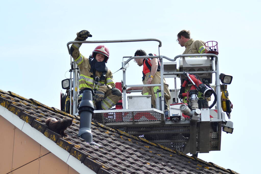 Brandweer redt kat Maruow van dak