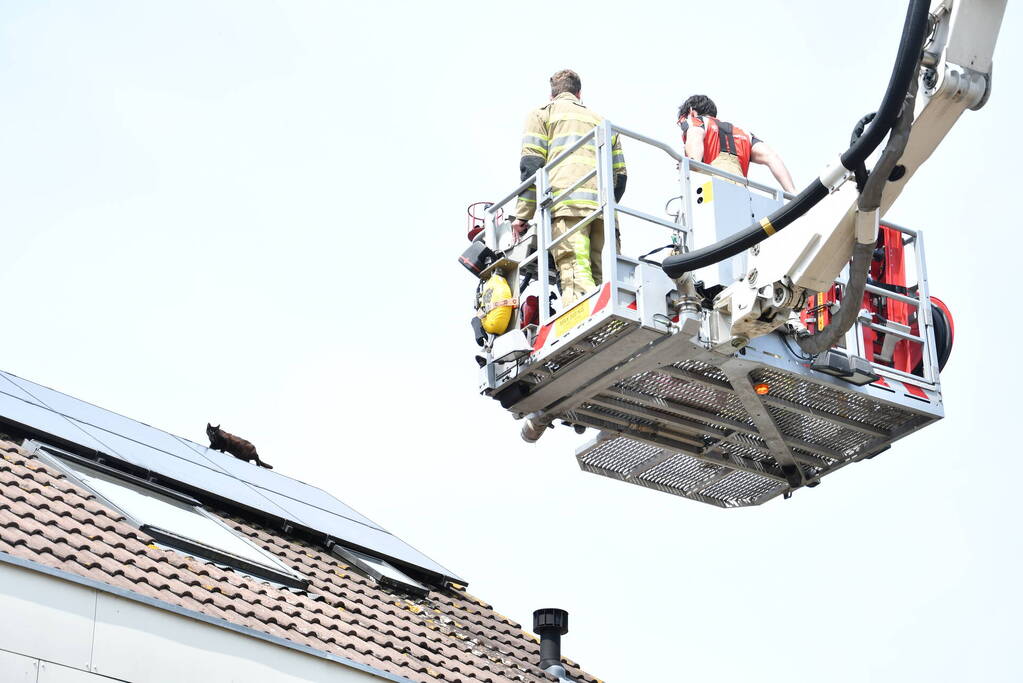 Brandweer redt kat Maruow van dak
