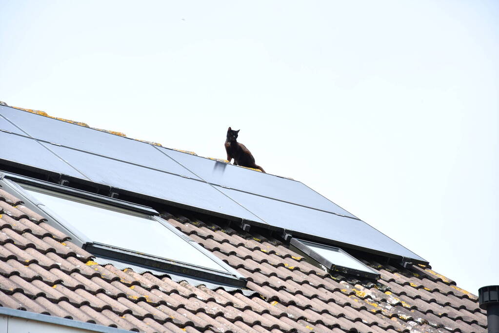 Brandweer redt kat Maruow van dak