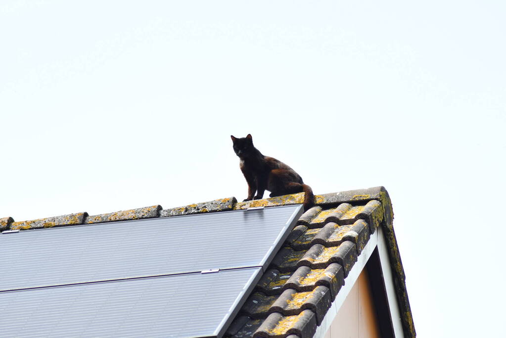 Brandweer redt kat Maruow van dak