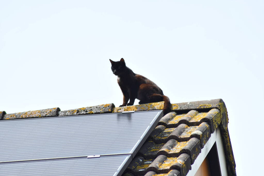Brandweer redt kat Maruow van dak