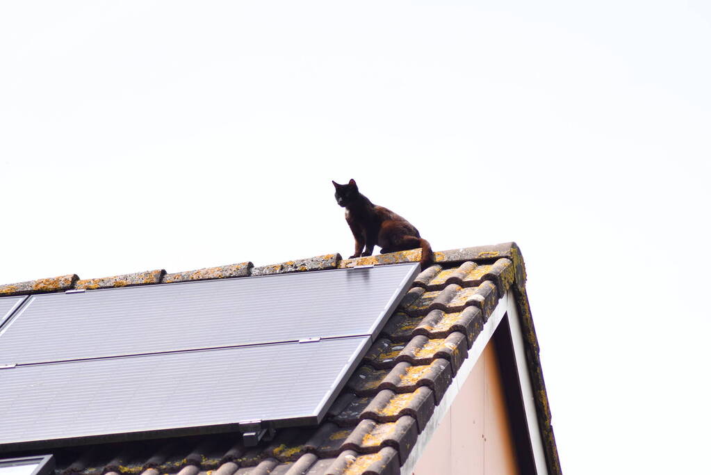 Brandweer redt kat Maruow van dak