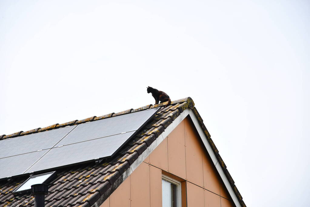 Brandweer redt kat Maruow van dak