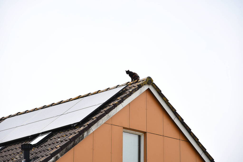 Brandweer redt kat Maruow van dak