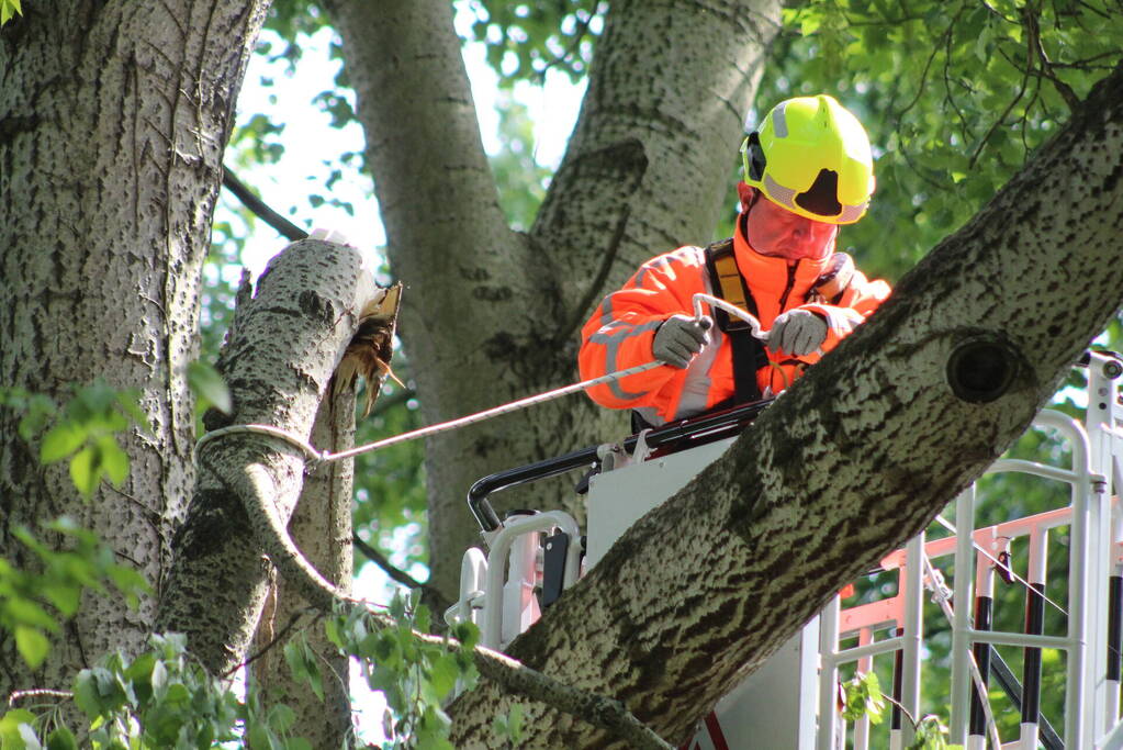 Brandweer verwijdert gevaarlijk hangende tak