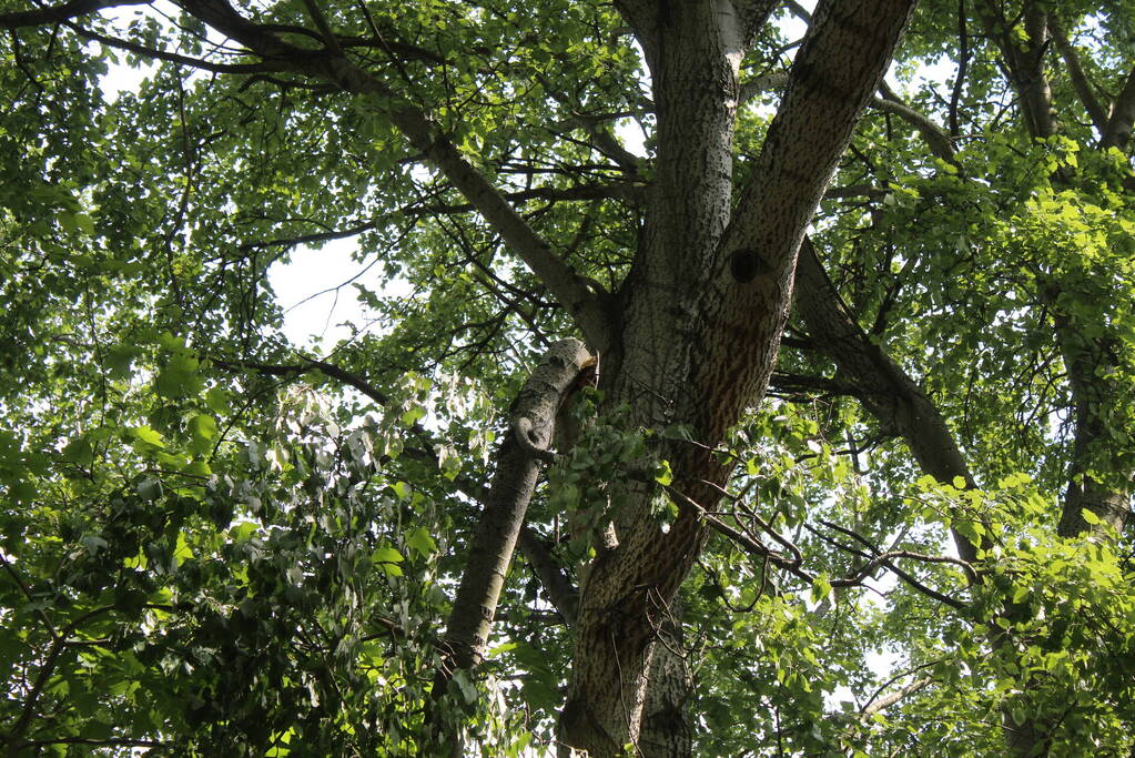 Brandweer verwijdert gevaarlijk hangende tak
