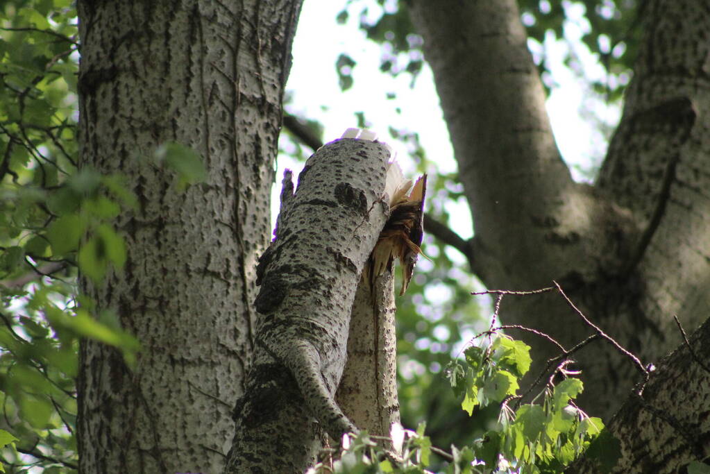 Brandweer verwijdert gevaarlijk hangende tak