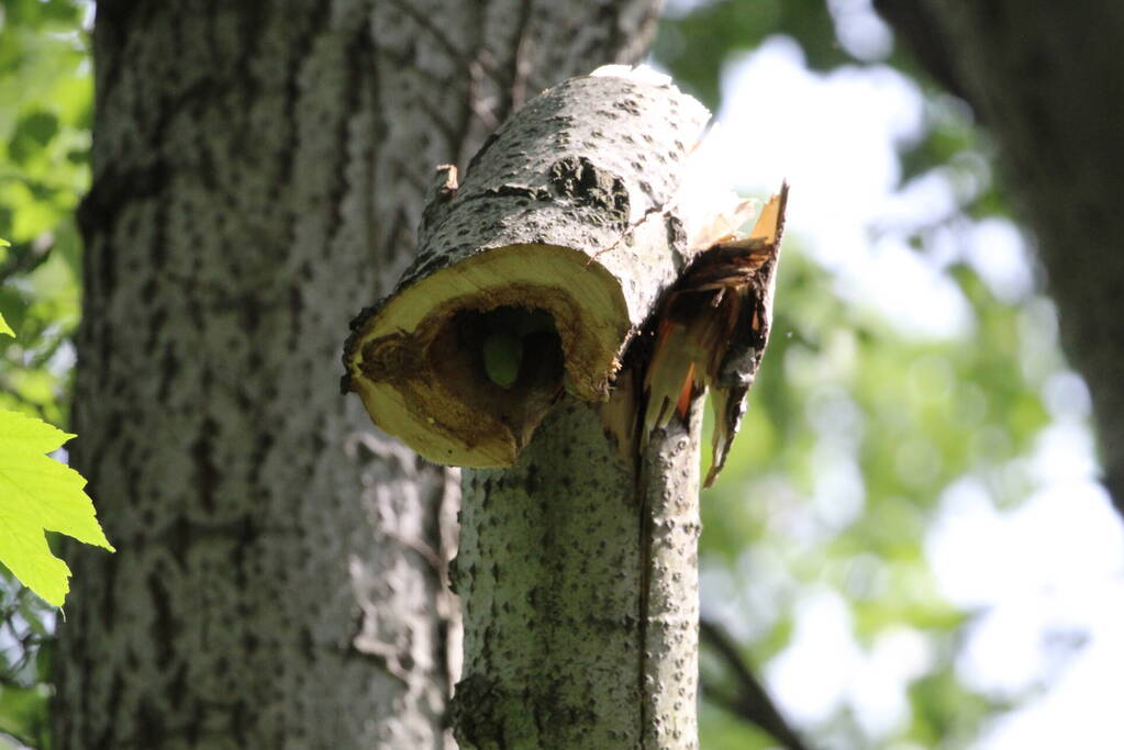 Brandweer verwijdert gevaarlijk hangende tak